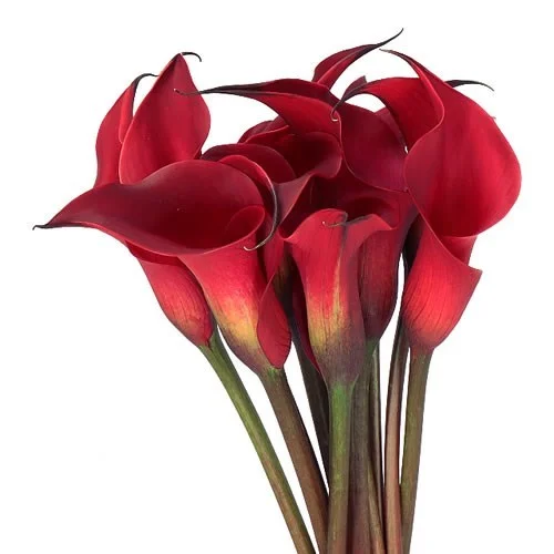 Jarro Red Charm
