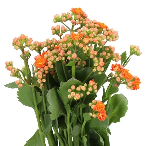 Kalanchoe Brilliant Orange Meadow