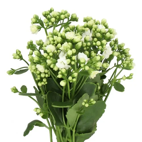 Kalanchoe Crystal White Meadow