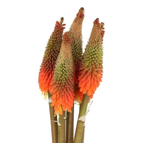 Kniphofia Alcazar