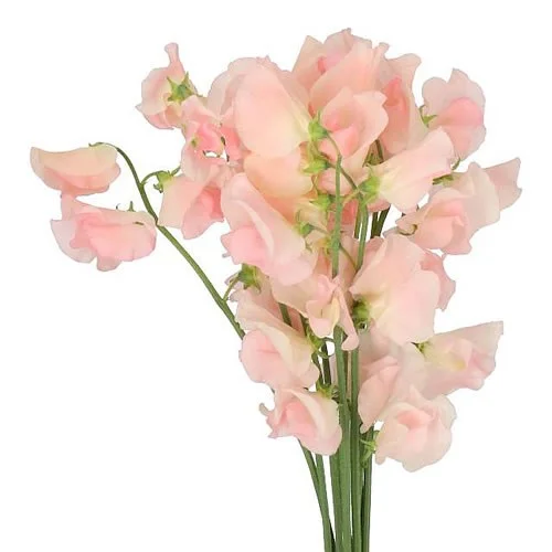 Lathyrus Champagne