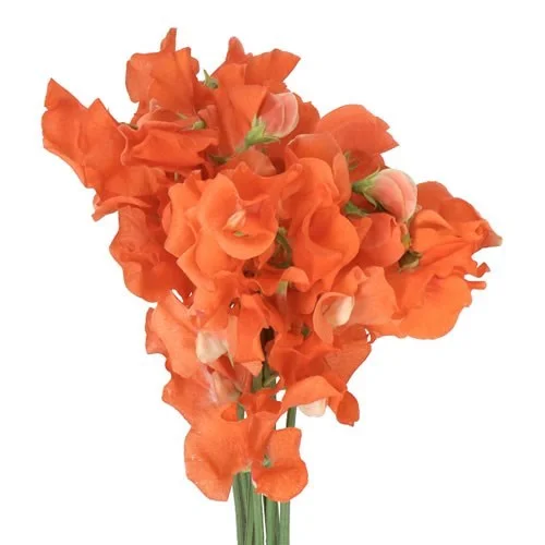 Lathyrus Marjan Orange
