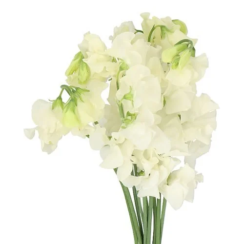 Lathyrus Parfum Cream