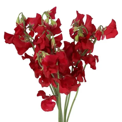 Lathyrus Parfum Deep Red