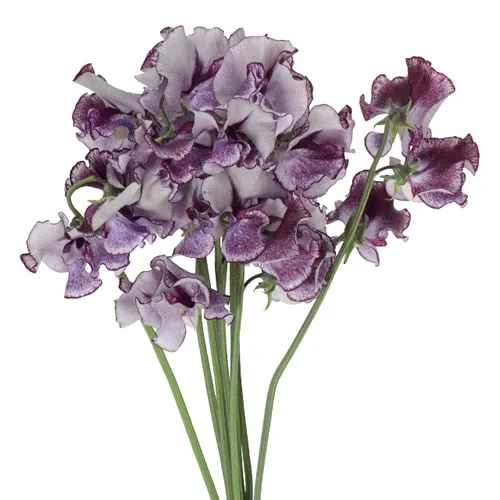 Lathyrus Wedding Blue