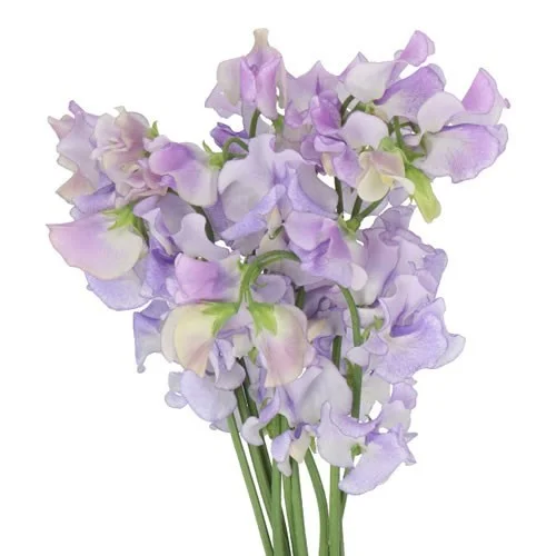 Lathyrus Wedding Lavender