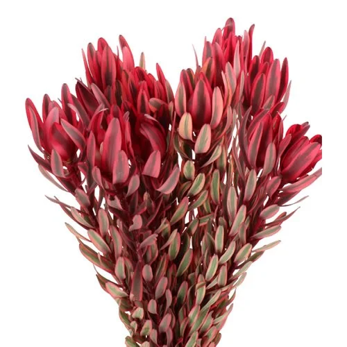 Leucadendron Jester