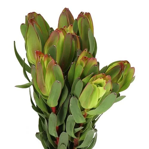 Leucadendron Laurel Yellow