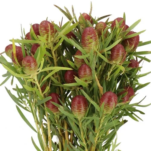 Leucadendron Strictum