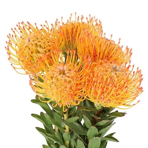 Leucospermum Ayoba Sun