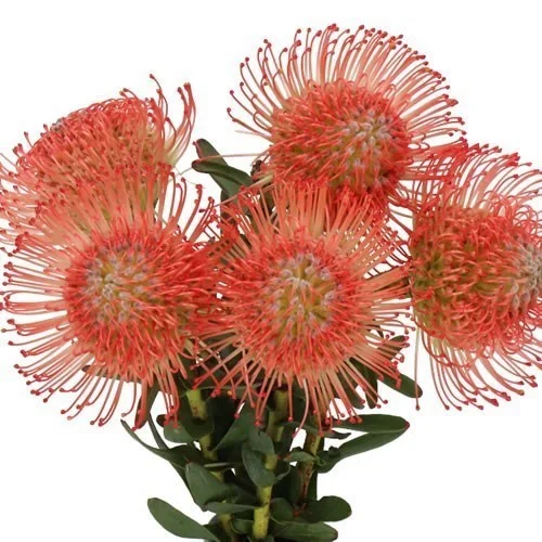 Leucospermum Ayoba
