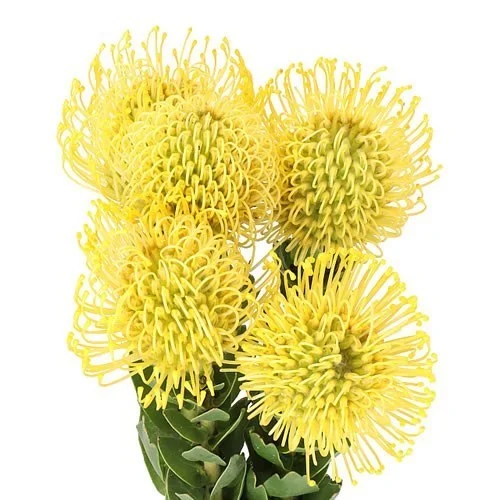 Leucospermum High Gold