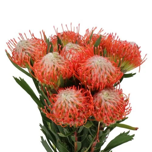 Leucospermum Tango