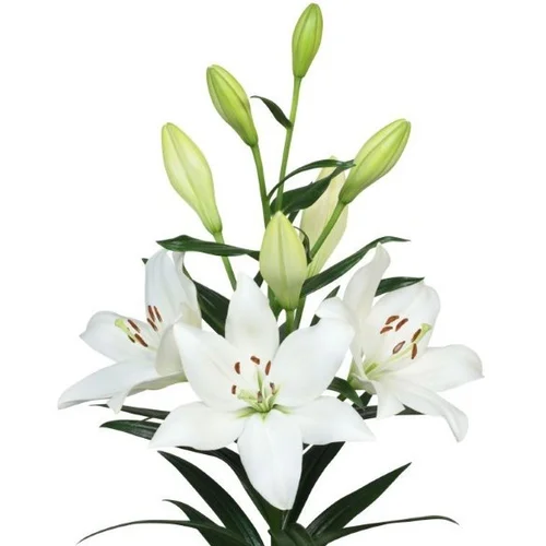 Lilium LA Bach