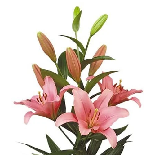 Lilium LA Brindisi com flores rosadas e vários botões florais