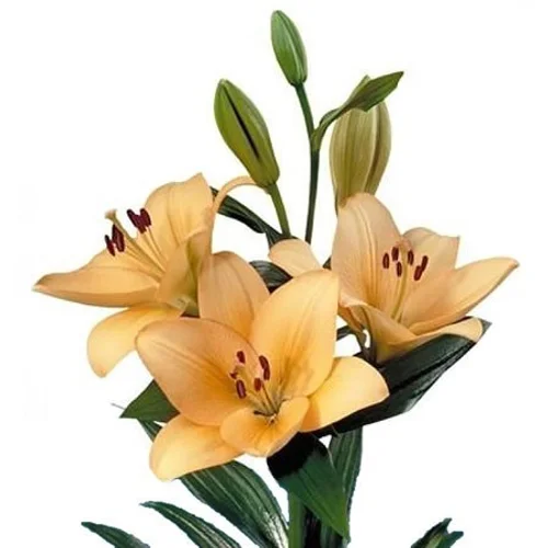 Lilium LA Menorca