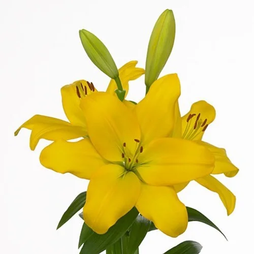 Lilium LA Nashville