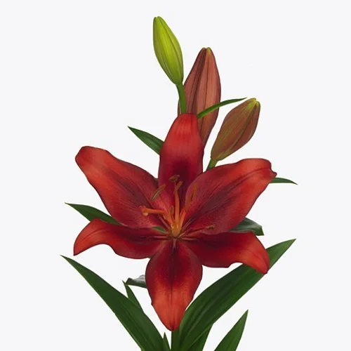 Lilium LA Pokerface