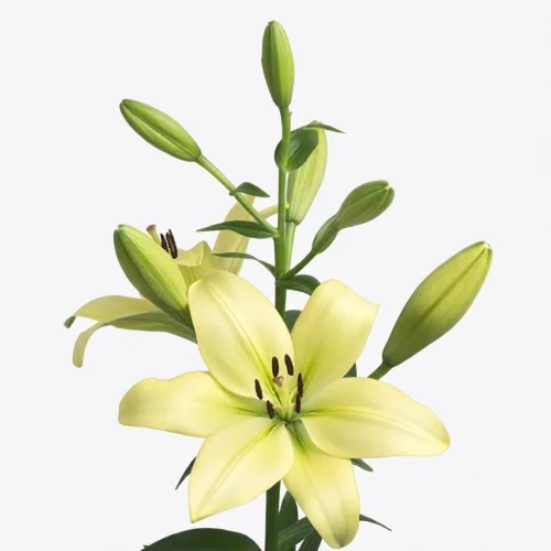 Lilium LA Trebbiano