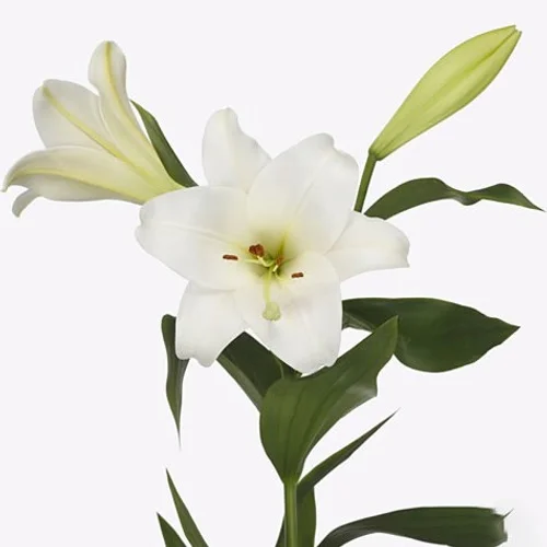Lilium Longiflorum Excite