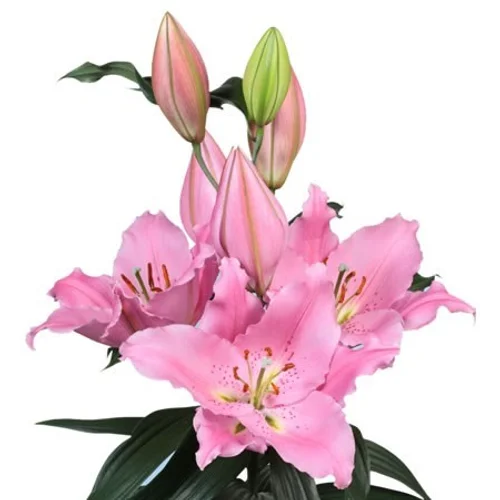 Lilium Oriental Benson Pink
