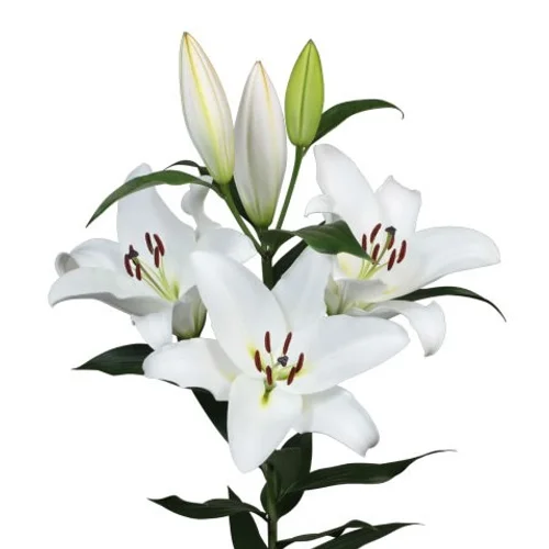Lilium Oriental Galibier