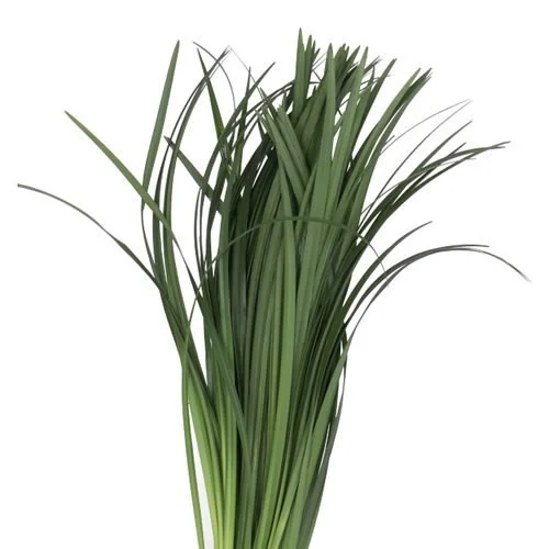 Lily Grass