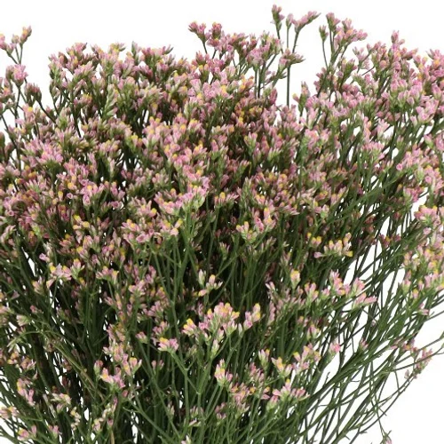 Limonium Blush Diamond com pequenas flores em delicados tons rosa