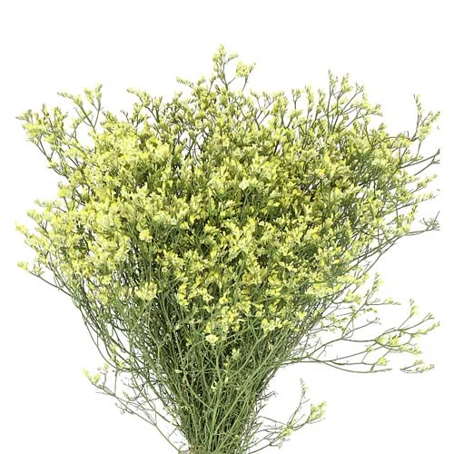 Limonium China Summer