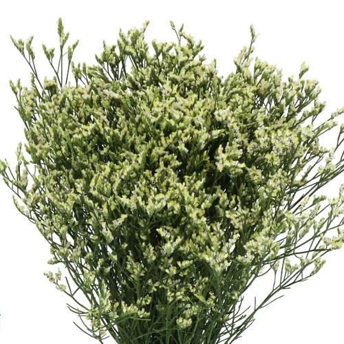 Limonium Cool Diamond