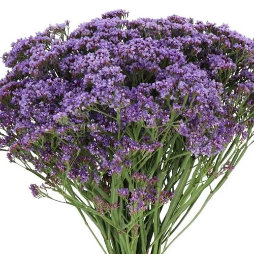 Limonium Enchanté