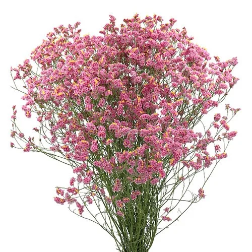 Limonium Hot Pink Diamond