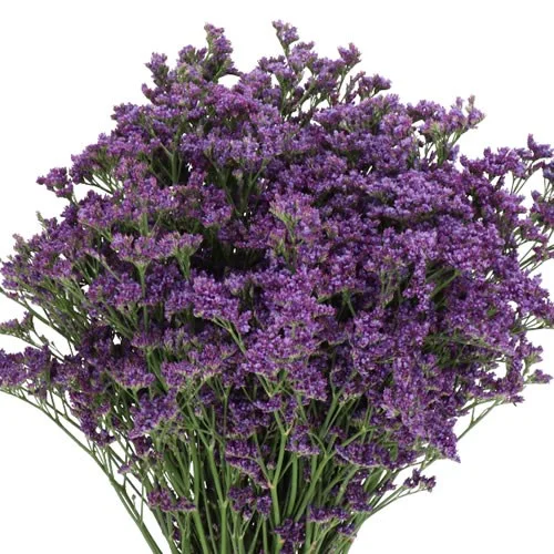 Limonium Kansas Blue