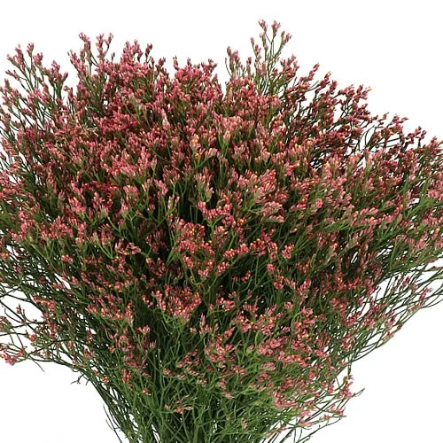 Limonium Max Diamond