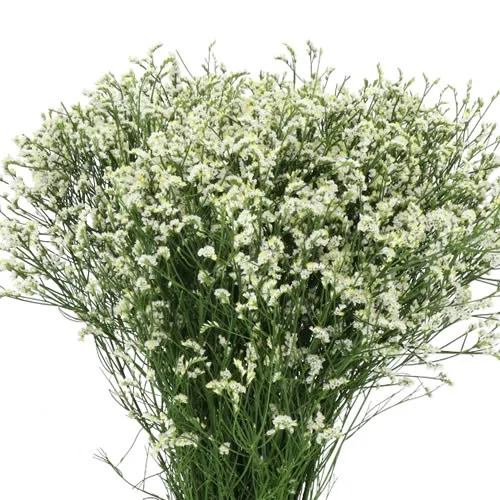 Limonium Mountain Diamond