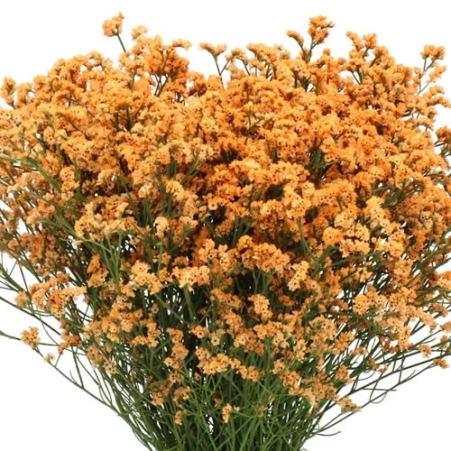 Limonium Orange Diamond