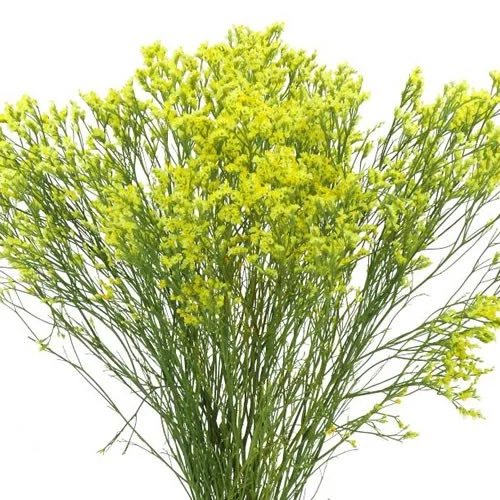 Limonium Pineapple Diamond