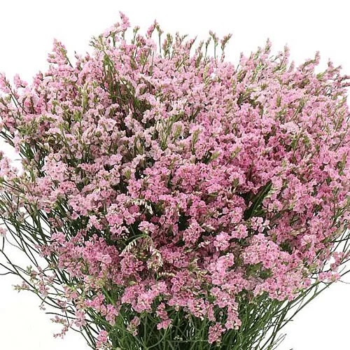 Limonium Princess Diamond
