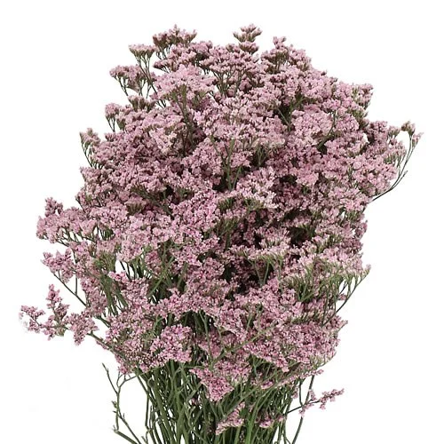 Limonium Safora Oshi Pink