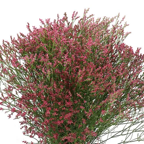 Limonium Scar Diamond