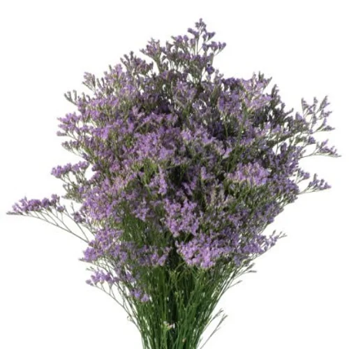 Limonium Skylight