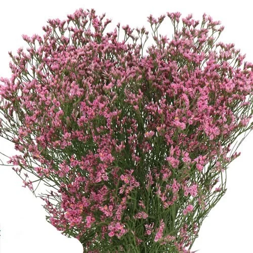 Limonium Tiffany Diamond