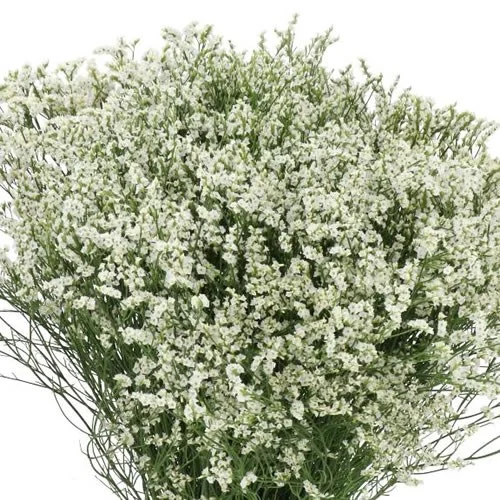Limonium White Diamond