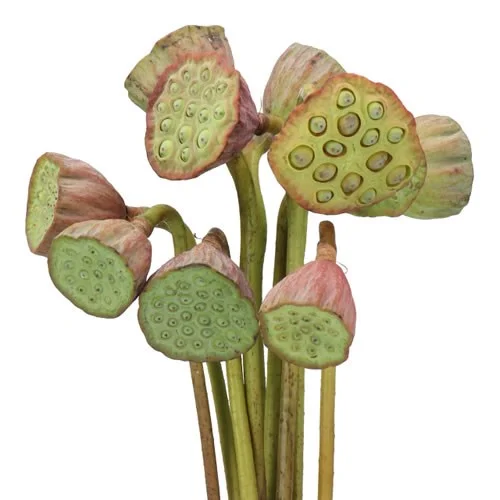Lotus