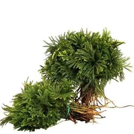 Lycopodium