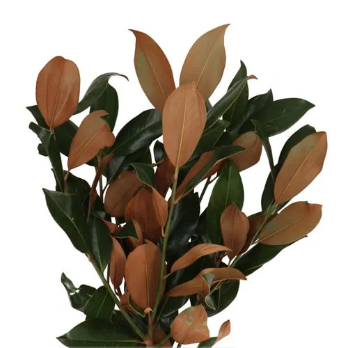 Magnolia