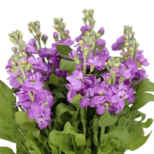 Matíola Centum Lavender