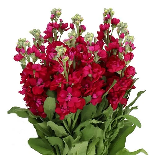 Matíola Centum Red