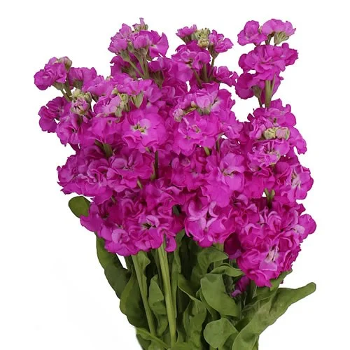 Matíola Deep Rose