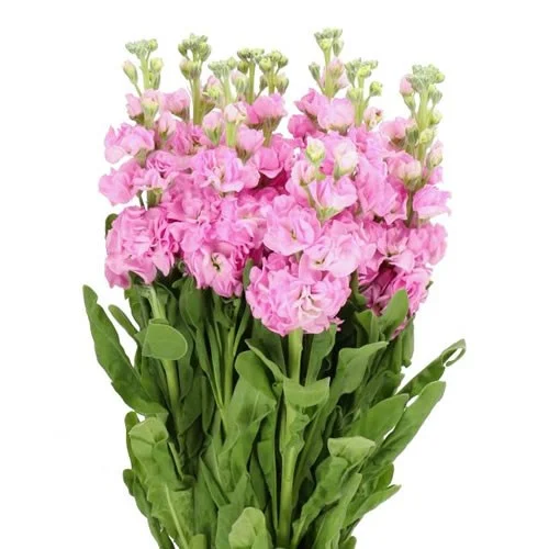 Matíola Iron Pink